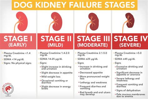 Dog Kidney Failure Stages Chart And Resources Tcvm Pet Supply