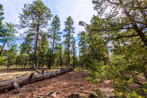 Pine Tree Forest In Grand Canyon Arizona Stock Photo Image Of Forest