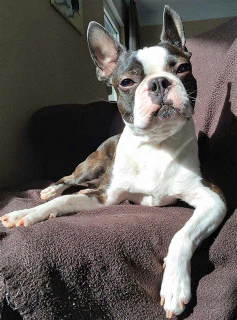 Can I Help You Boston Terrier Boston Terrier Love Animals Friends