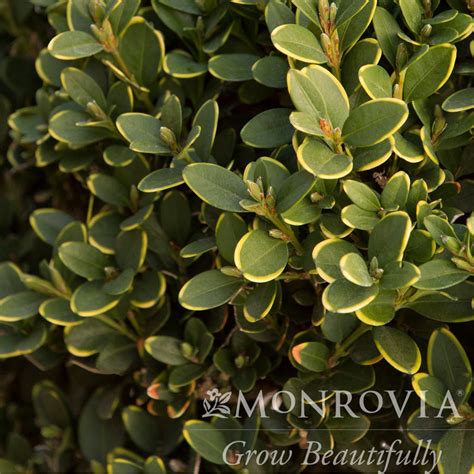 Green Mountain Boxwood For Sale At The Grass Pad