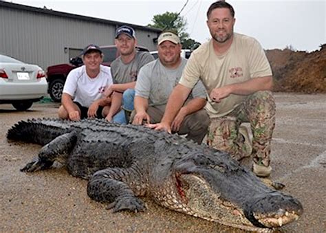 Huge Record Alligator Breaks Mississippi Mark Game And Fish