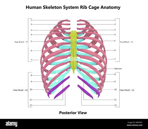 Human Skeleton System Rib Cage With Detailed Labels Anatomy Stock Photo