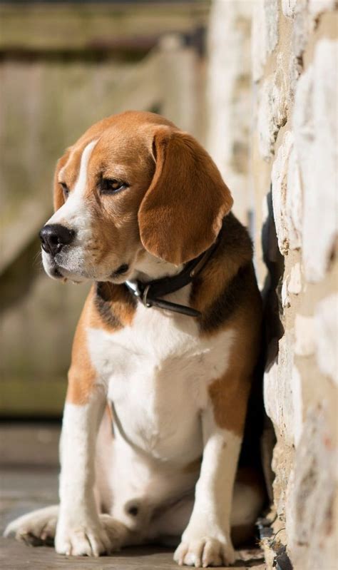 Beagle Dog Hd Phone Wallpaper Pxfuel