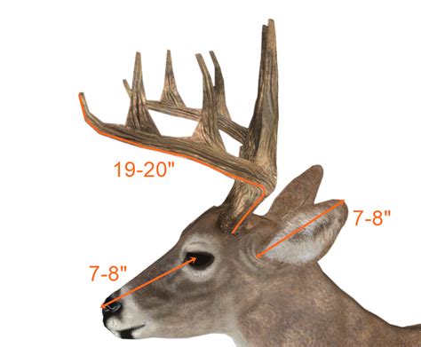 How To Measure Deer Antlers