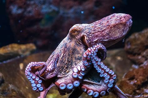 Octopus Facts Animals Of The Ocean