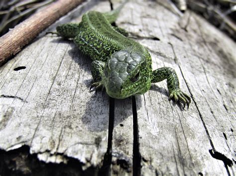 Lagarto Verde Reptil Foto Gratis En Pixabay Pixabay