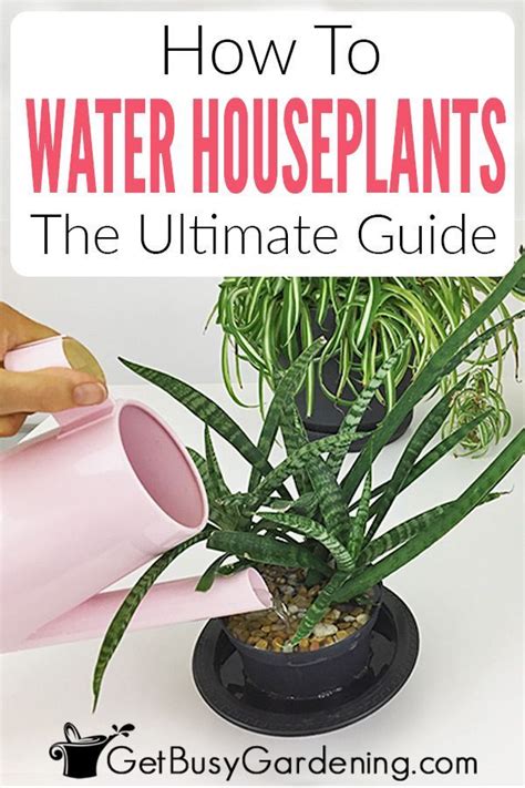 How To Water Indoor Plants The Ultimate Guide Plants Water Plants