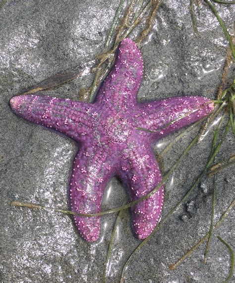This gif of a starfish walking is legitimately disturbing. Purple starfish : pics