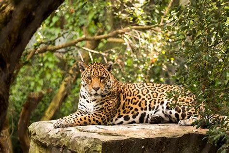 10 Interesting Facts About Jaguars By Marcus Musick Life In The