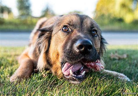 A Guide To Feeding Raw Bones For Dogs