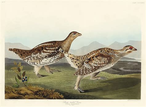 Sharp Tailed Grouse From Birds Of America Free Public Domain