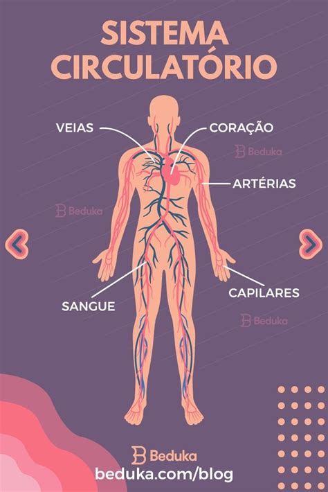 O Corpo Humano é Constituído Pelos Sistemas Cardiovascular
