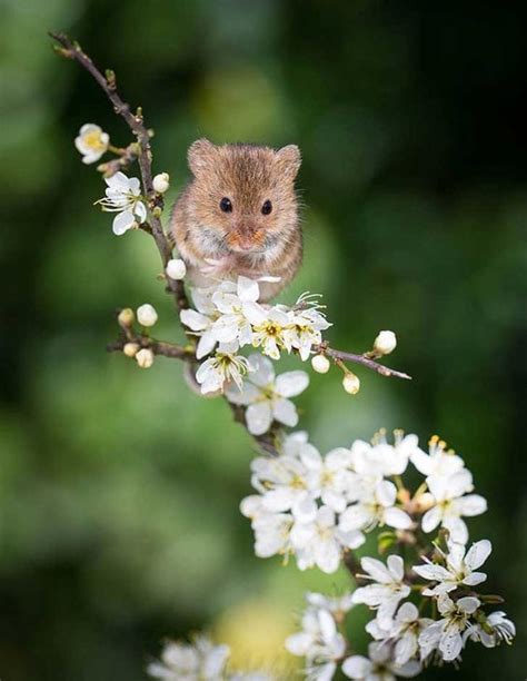 Hamster Loves Flower Too Cute To Bear