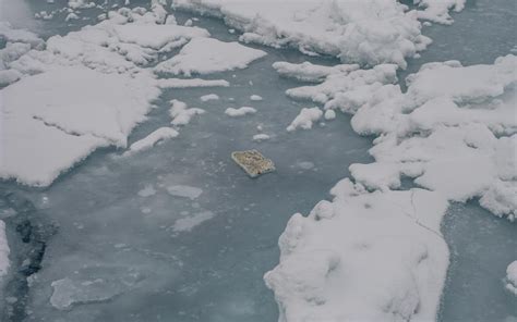 Plastic Waste Now Polluting Arctic Ocean Scientists Find