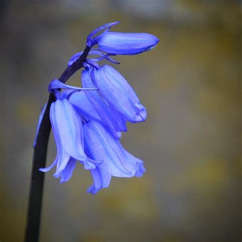 Blue Bell Flower Types Meanings And Benefits