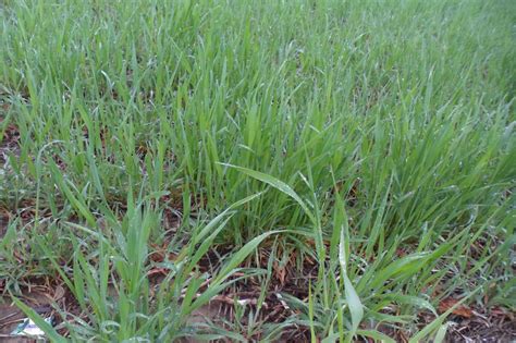 Long grass plantation is a historic house and national historic district located along what was the roanoke river basin. The Perennial Agriculturalist: wheat, wheatgrass, and jerusalem artichokes