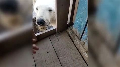 With A Can Stuck In Its Mouth A Polar Bear Comes To People For Help