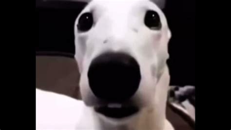 Dog Shivering Meme Youtube