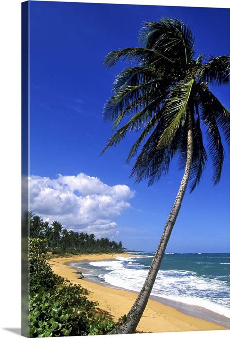 Caribbean Puerto Rico San Juan Isla Verde Palm Tree Lined Beach