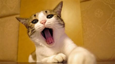 Animals Cat Muzzle Beautiful To Yawn Yawn Hd Wallpaper Pxfuel