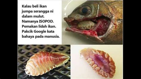Beredar Imbauan Bahaya Parasit Di Mulut Ikan Bagaimana Faktanya
