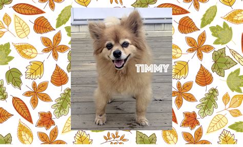 Timmy Petconnect Rescue