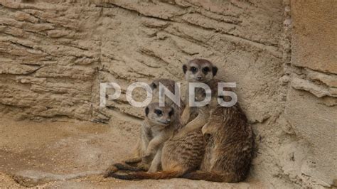 A Group Of Hugging Meerkats Stock Footage By Gdmpro Meerkat Hug