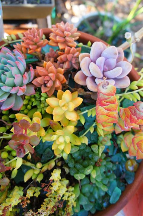 200 Best Images About Colorful Succulents And Cactus On Pinterest