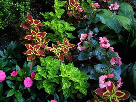Pocket Gardens In Chicago Shade Plants Shade Loving Perennials