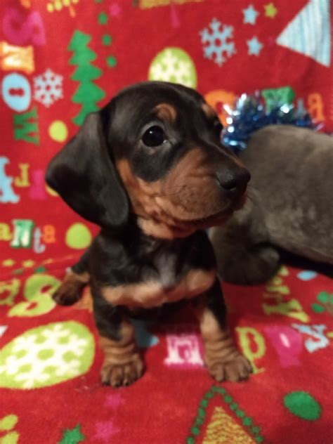 Visit us now to find the right dachshund for if you're interested in a puppy from charmm dachshunds, please apply. Dachshund Puppies For Sale | Portage, WI #320549 | Petzlover