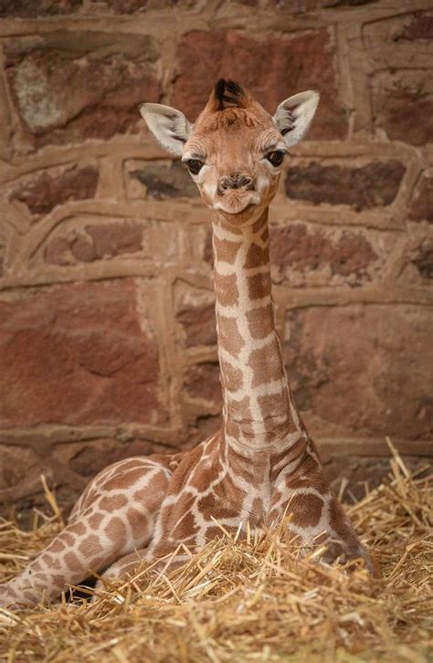 Baby Giraffe Tries Out His New Very Long Legs Zooborns