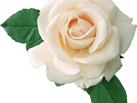 Download White Rose Clipart Tumblr Transparent White Roses