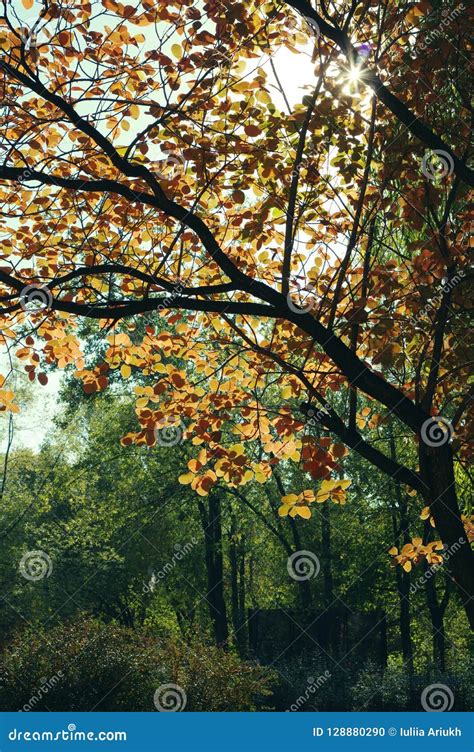 Colorful Leaves In The Autumn In The Park Autumn Natural Background