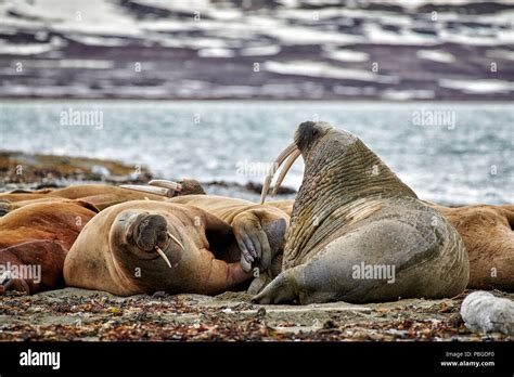 Walrus Odobenus Rosmarus Poolepynten Svalbard Or Spitsbergen Europe