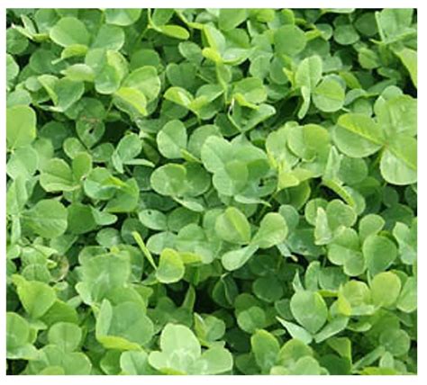Mini Clover Is A Good Lawn Alternative And Is Low Growing Mowing