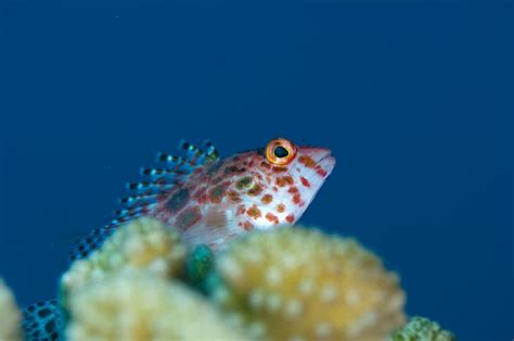A Pixy Hawkfish On Reef In The Maldives Photograph By Science Photo
