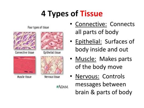 Tissue Types Diagram