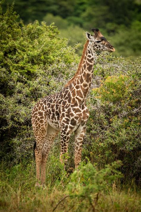 Baby Masai Giraffe Stands Near Thorn Trees Stock Photo Image Of