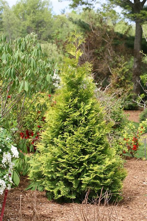 The Dense Finely Textured Foliage Of Native Evergreen Polar Gold