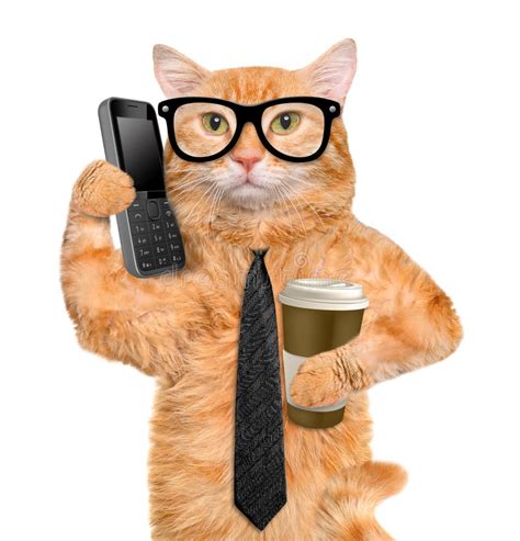 Business Cat Stock Photo Image Of Phone Creative Businessmen 55804584