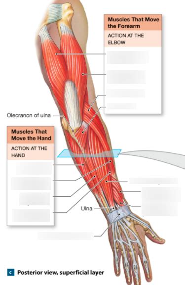 Muscles That Move Handforearm Posterior View Superficial Layer