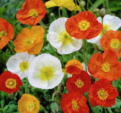 Bunga Poppy Di Indonesia Cantik Tapi Perlu Waspada