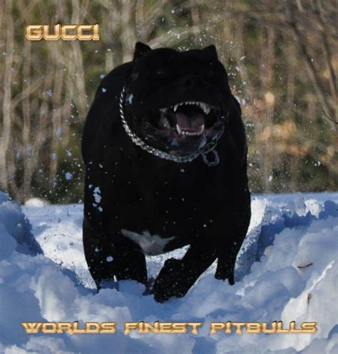 When do pit bull puppies open their eyes? Gucci - Worlds Finest Pit Bulls