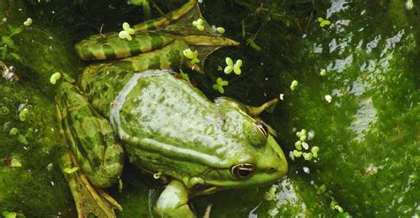 Green Frog · Free Stock Photo