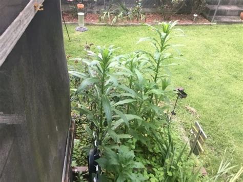 What Is This Tall Weed Walter Reeves The Georgia Gardener