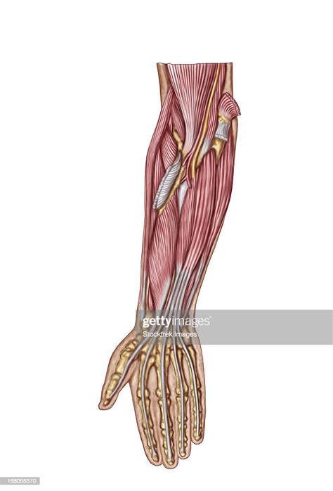 Anatomy Of Human Forearm Muscles Deep Anterior View High Res Vector