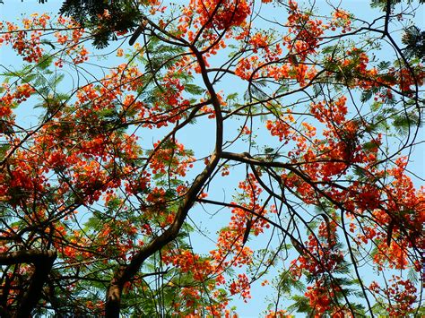 If you provide us with your name, email address and the payment of a modest $25 annual membership. Delonix regia | Botanical name: Delonix regia - [ (dee-LON ...