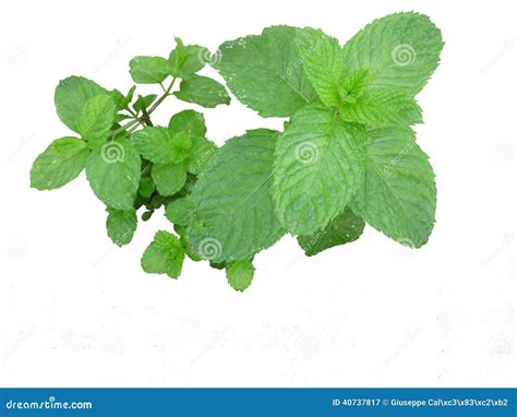 Sprig Of Mint Stock Image Image Of Aromatic Vase Mint 40737817
