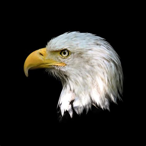 American Eagle Head