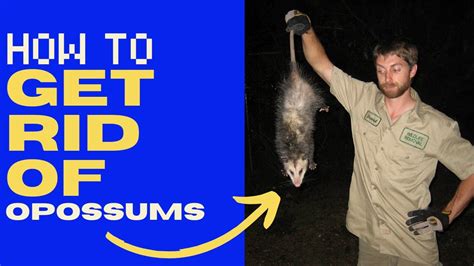 How To Get Rid Of Opossums Actionable In 2023 Youtube